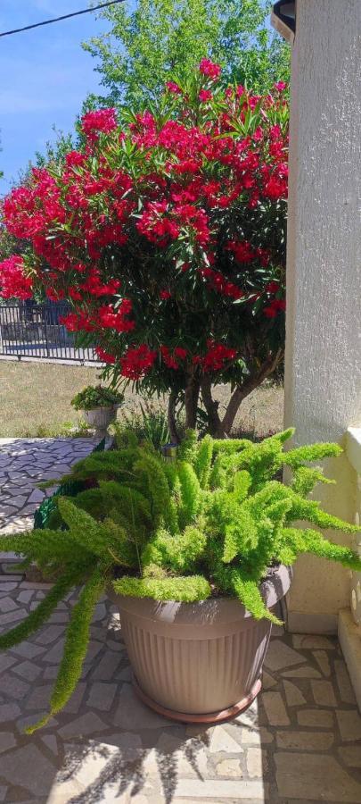 Villa Kadinela, 200M From Kamenjak, Huge Quiet Garden With Barbecue, 2 New Kitchens Premantura Εξωτερικό φωτογραφία